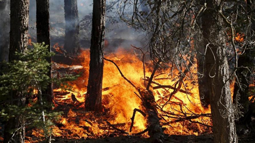 Dichiarazione dello stato di massima pericolosità per incendi boschivi